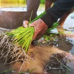 Why Agro Dealers Need a POS System in 2025?